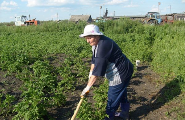 Agronóm pomenoval hlavné pravidlá zavlažovania zemiakov